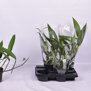 Epipremnum amplissimum