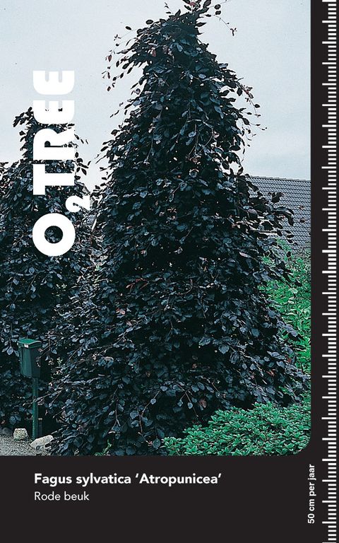 Fagus sylvatica 'Atropunicea'