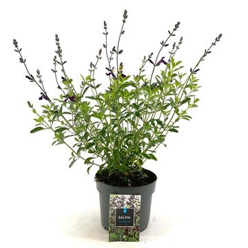 Salvia 'Nachtvlinder'