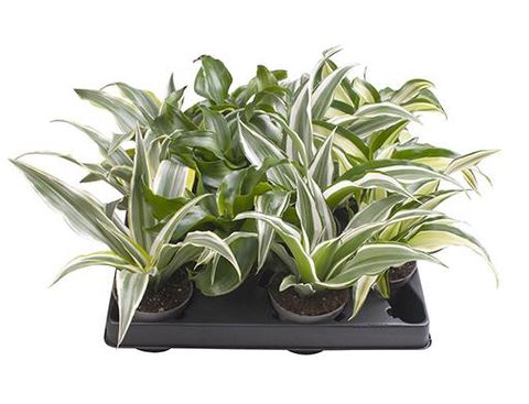 Dracaena MIX