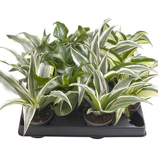 Dracaena MIX