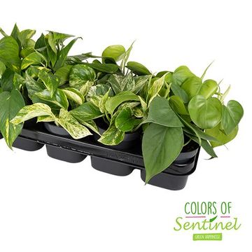 Epipremnum pinnatum MIX