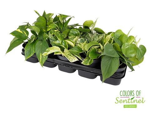 Epipremnum pinnatum MIX