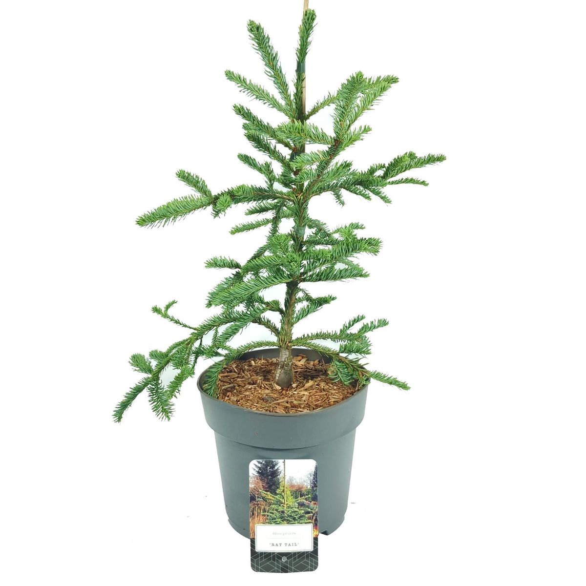 Abies procera 'Rat Tail' — Plant Wholesale FlorAccess