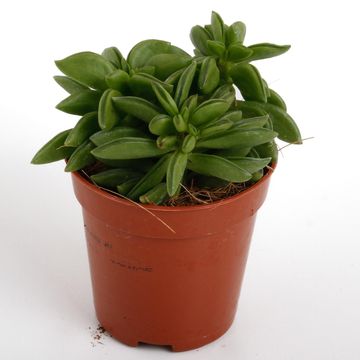 Peperomia ferreyrae 'Green Sparks'