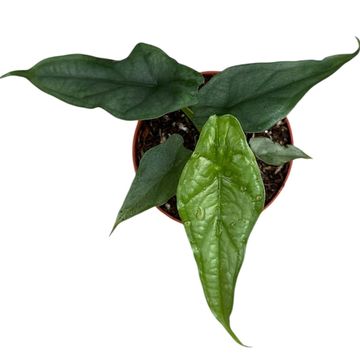 Alocasia heterophylla 'Dragon's Breath'