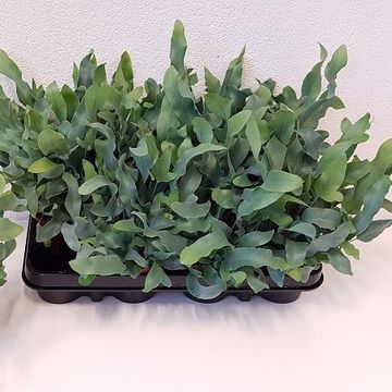 Phlebodium aureum 'Blue Star'