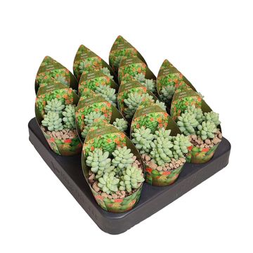 Sedum burrito