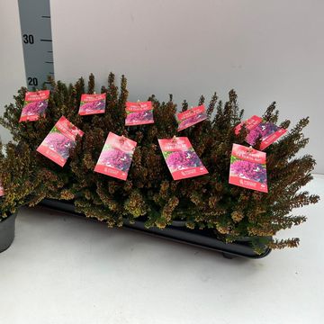 Erica carnea WINTER LADIES MIX