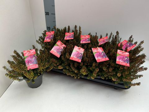 Erica carnea WINTER LADIES MIX