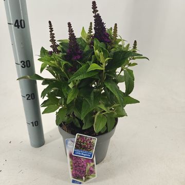 Buddleja davidii BUTTERFLY CANDY LITTLE MAGENTA