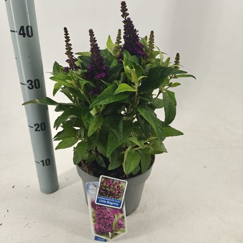 Buddleja davidii BUTTERFLY CANDY LITTLE MAGENTA