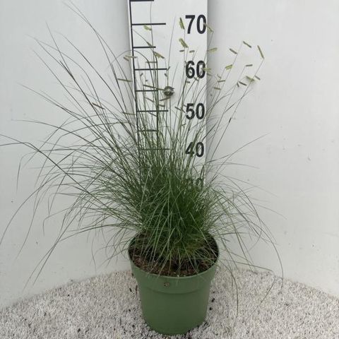 Bouteloua gracilis 'Bad River'