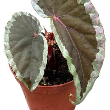 Begonia baramensis