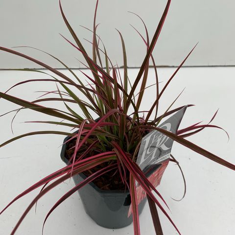 Pennisetum advena 'Fireworks'