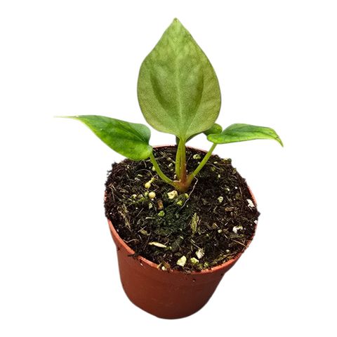 Anthurium portillae