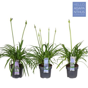 Agapanthus MIX