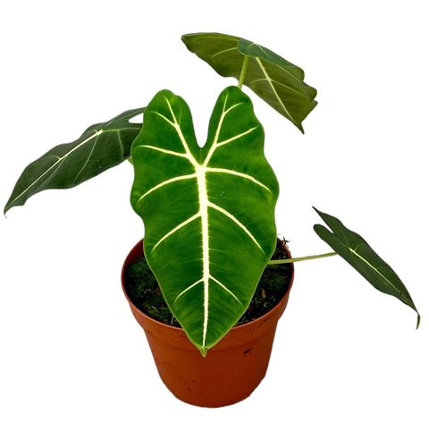 Alocasia micholitziana 'Frydek'