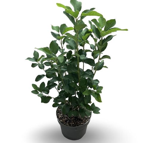 Amelanchier alnifolia 'Obelisk'