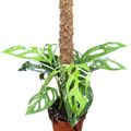 Μονστέρα adansonii 'Indonesian Marble'