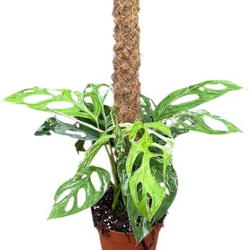 Monstera adansonii 'Indonesian Marble'