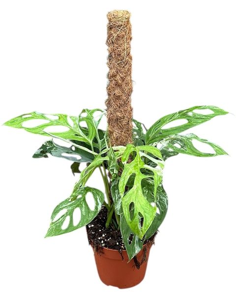 Monstera adansonii 'Indonesian Marble'