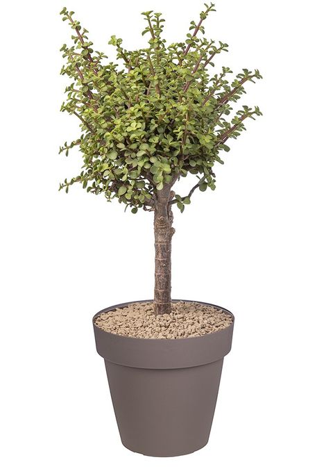 Portulacaria afra