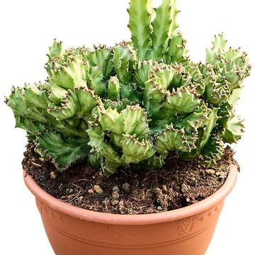 Euphorbia lactea 'Cristata'