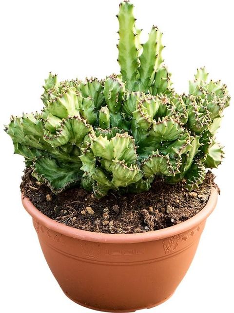 Euphorbia lactea 'Cristata'