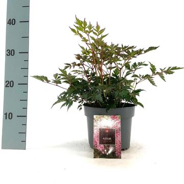 Astilbe 'Hennie Graafland'