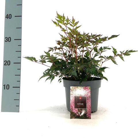 Astilbe 'Hennie Graafland'