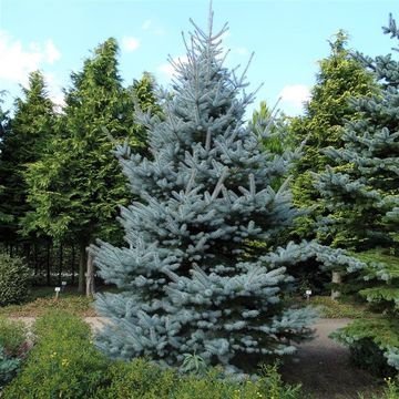 Picea pungens 'Hoopsii'