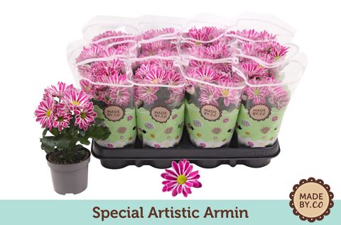 Chrysanthemum ARTISTIC ARMIN