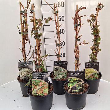 Hydrangea petiolaris MIX