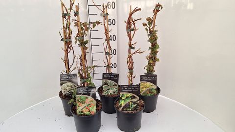 Hydrangea petiolaris MIX