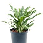 Aglaonema 'Greyhound'