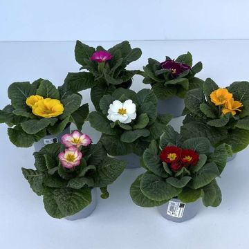 Primula vulgaris MIX