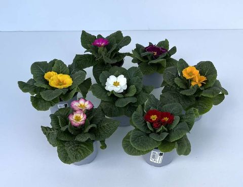 Primula vulgaris MIX