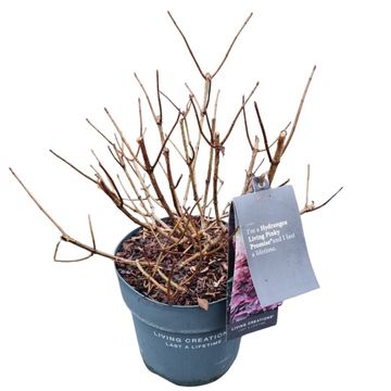 Hydrangea paniculata LIVING PINKY PROMISE