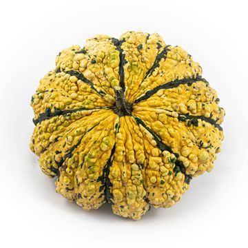 Cucurbita pepo PATISSON PANACHÉ MIX