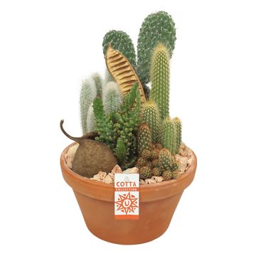 Arrangement Cactus