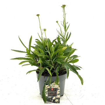 Leucanthemum 'Silberprinzesschen'