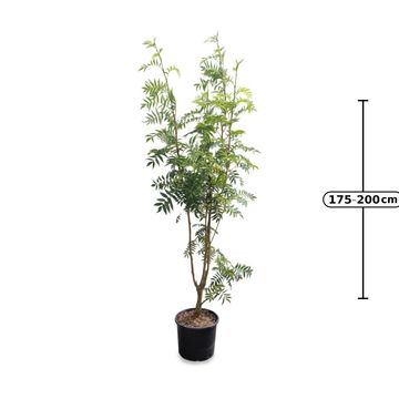 Sorbus aucuparia 'Ulung'