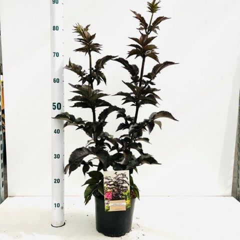 Sambucus nigra BLACK TOWER