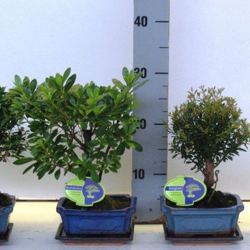Bonsai MIX