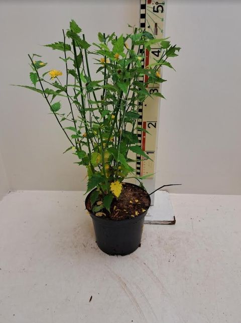 Kerria japonica 'Пленифлора'
