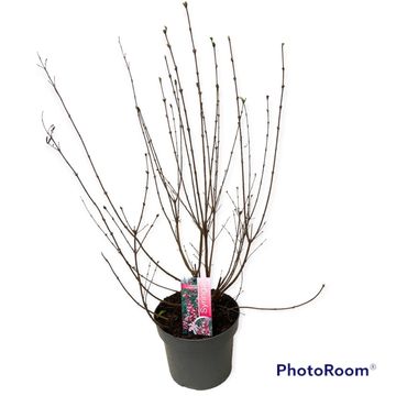 Syringa microphylla 'Superba'