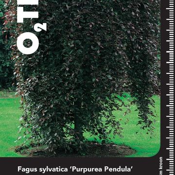 Fagus sylvatica 'Purpurea Pendula'
