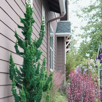 Chamaecyparis lawsoniana 'Wissel's Saguaro'