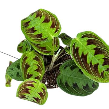 Maranta 'NoID'